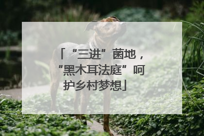 “三进”菌地，“黑木耳法庭”呵护乡村梦想