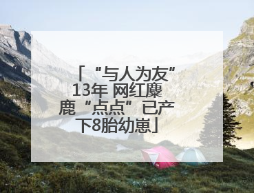 “与人为友”13年 网红麋鹿“点点”已产下8胎幼崽