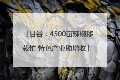 甘谷：4500亩辣椒移栽忙 特色产业助增收