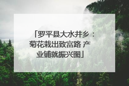罗平县大水井乡：菊花栽出致富路 产业铺就振兴图