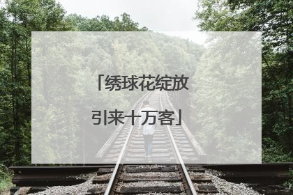 绣球花绽放 引来十万客
