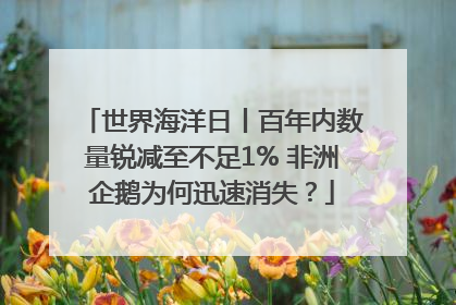 世界海洋日丨百年内数量锐减至不足1% 非洲企鹅为何迅速消失？