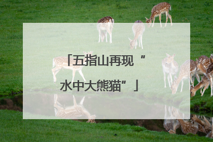 五指山再现“水中大熊猫”