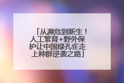 从濒危到新生！人工繁育+野外保护让中国绿孔雀走上种群逆袭之路