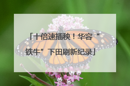 十倍速插秧！华容“铁牛”下田刷新纪录