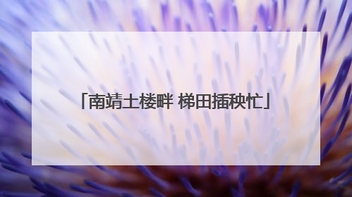 南靖土楼畔 梯田插秧忙