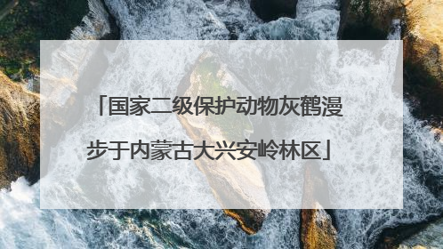 国家二级保护动物灰鹤漫步于内蒙古大兴安岭林区