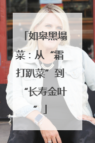 如皋黑塌菜：从“霜打趴菜”到“长寿金叶”