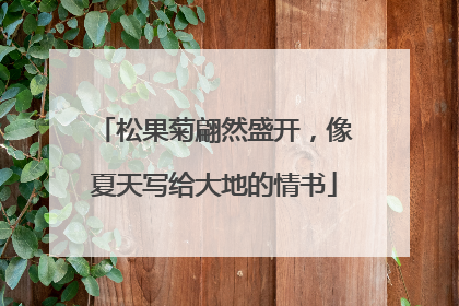 松果菊翩然盛开，像夏天写给大地的情书