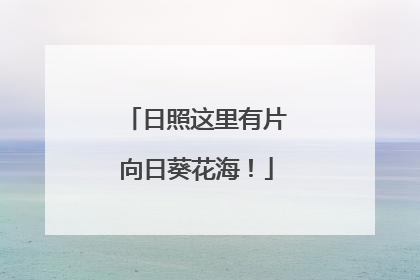 日照这里有片向日葵花海！