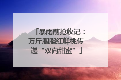 暴雨前抢收记：万斤胭脂红鲜桃传递“双向甜蜜”