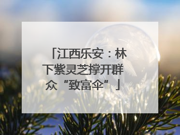 江西乐安：林下紫灵芝撑开群众“致富伞”