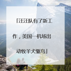 汪汪队有了新工作，美国一机场出动牧羊犬驱鸟