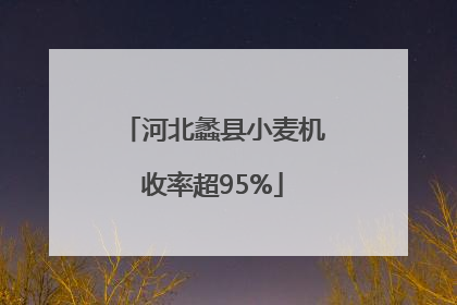 河北蠡县小麦机收率超95%