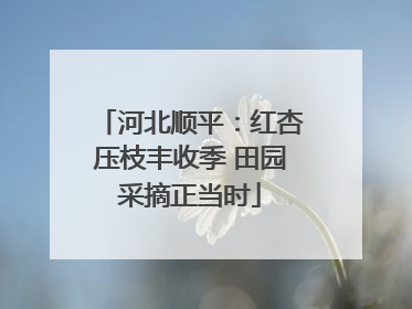河北顺平：红杏压枝丰收季 田园采摘正当时