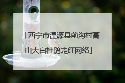 西宁市湟源县前沟村高山大白杜鹃走红网络