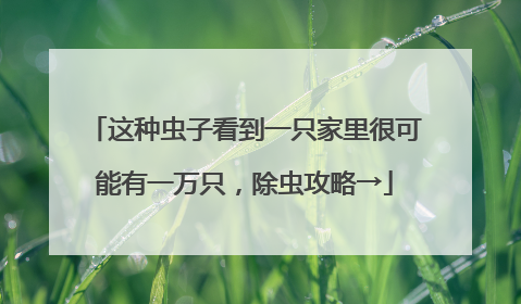 这种虫子看到一只家里很可能有一万只，除虫攻略→