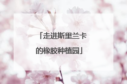 走进斯里兰卡的橡胶种植园