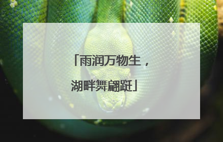 雨润万物生，湖畔舞翩跹