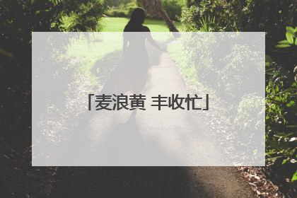 麦浪黄 丰收忙